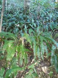 Blechnum norfolkianum. Plants on a hillside.
 Image: L.R. Perrie © Leon Perrie CC BY-NC 3.0 NZ